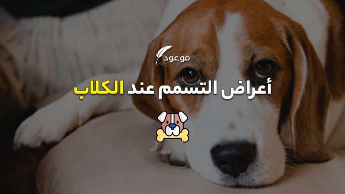 تسمم الكلاب وما يجب القيام به