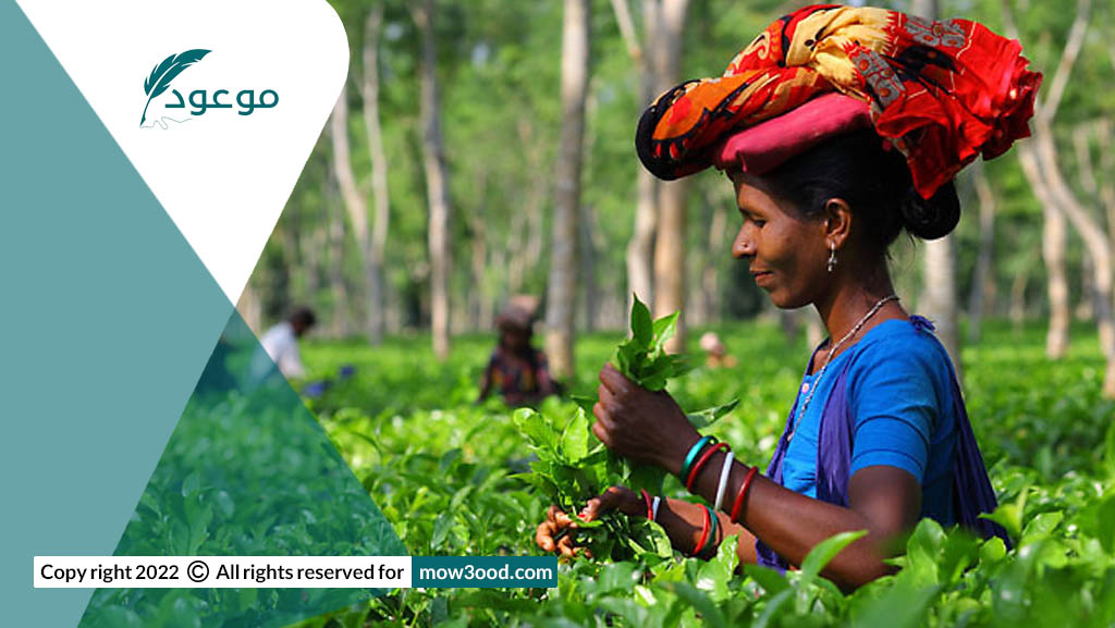 مزارع الشاي السيلاني من مناطق الجذب السياحي في سريلانكا
