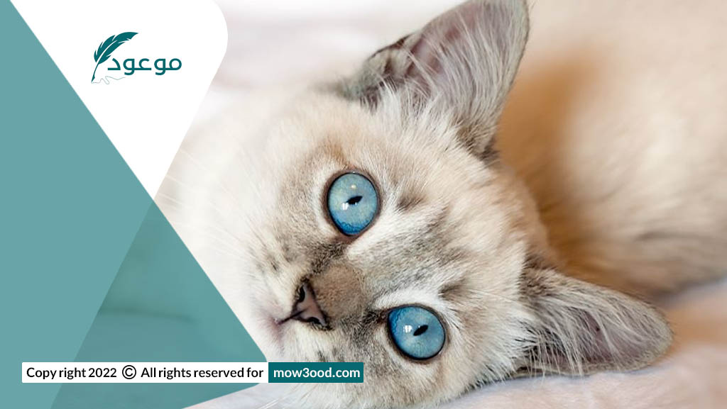 أنواع أمراض القلب في القط