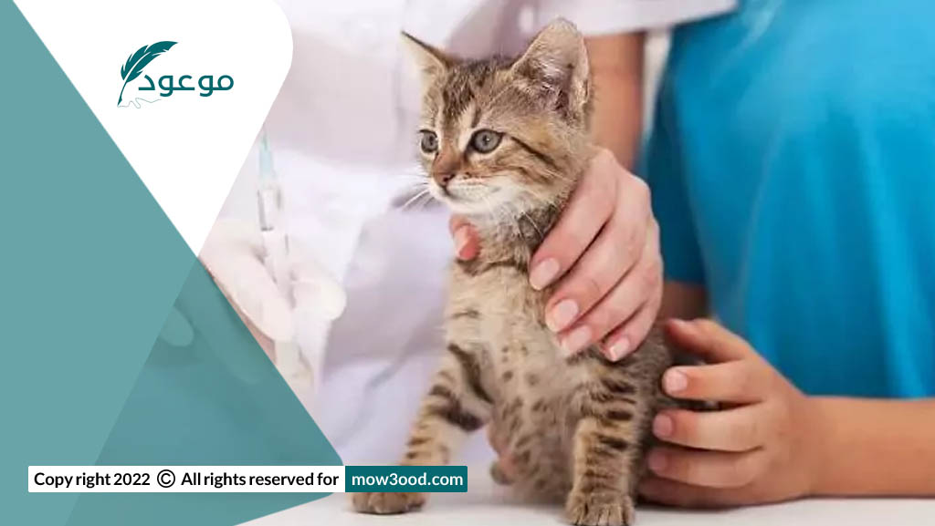 منع القطط من الإصابة بمرض التيتانوس