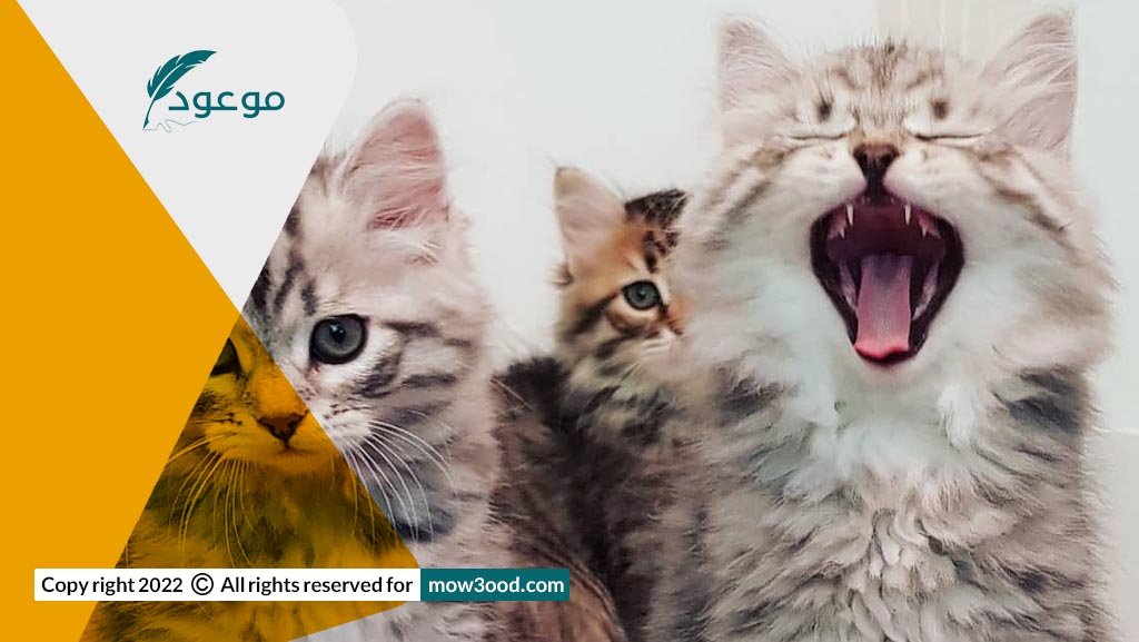 معلومات رائعة عن القطط السيبيرية