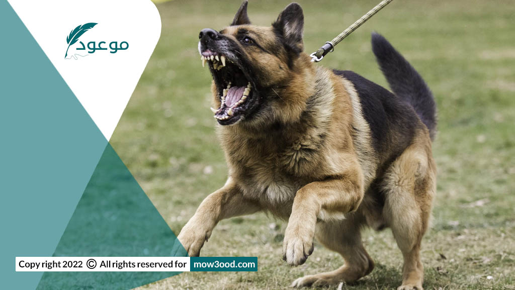 سلوك عنيف هو واحد من 7 مشاكل سلوكية في الكلاب