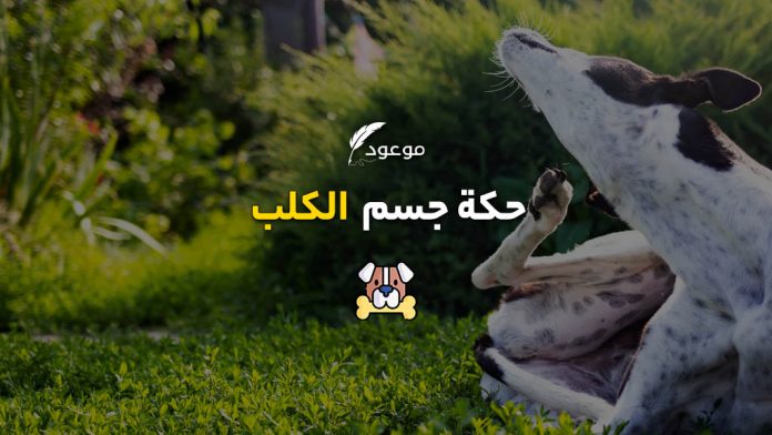 حكة جسم الكلب
