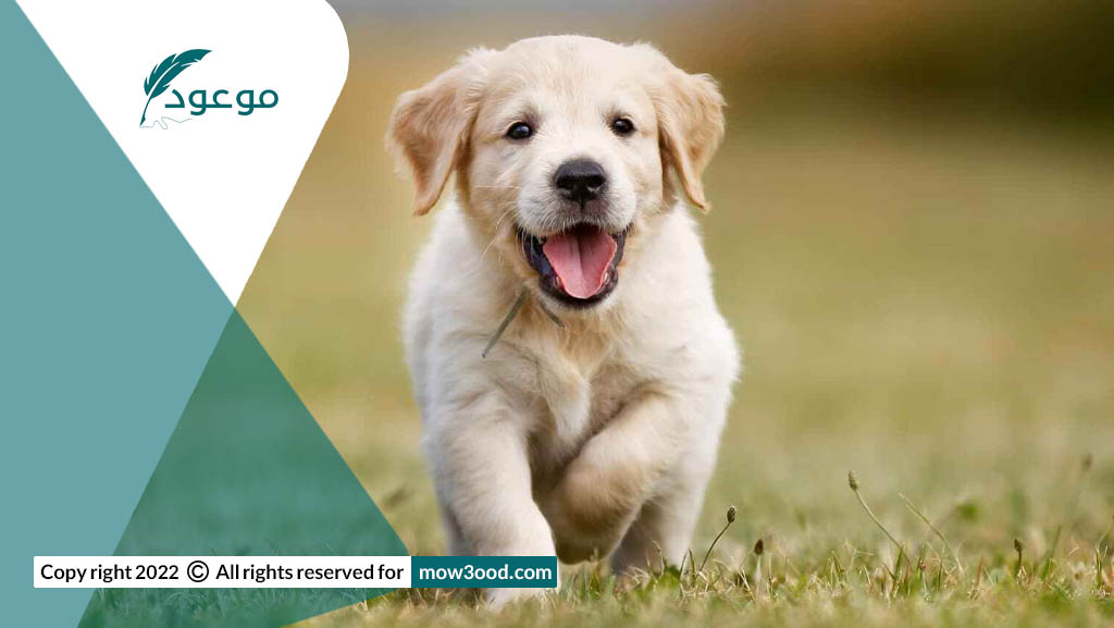علاج البراغيث والقراد في الكلاب التعرف وطرق الوقاية