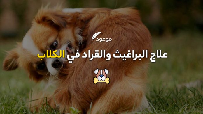 علاج البراغيث والقراد في الكلاب