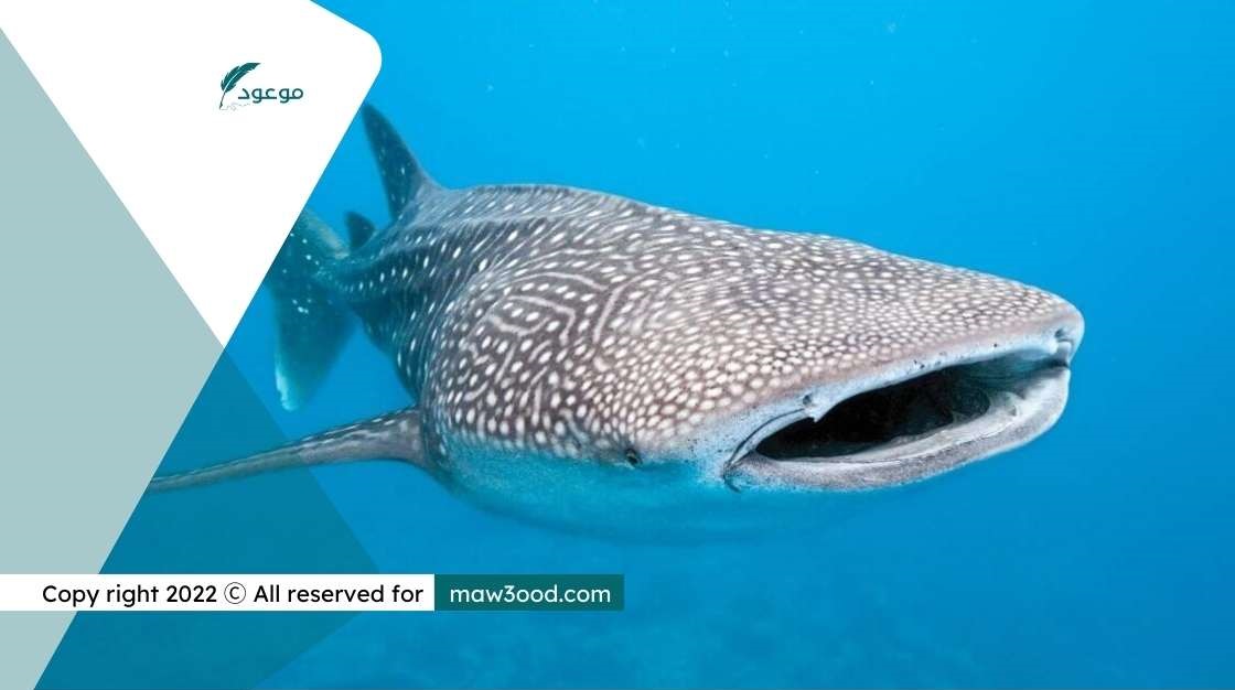 أسماك قرش الحوت | أسماك القرش في البحر الأحمر