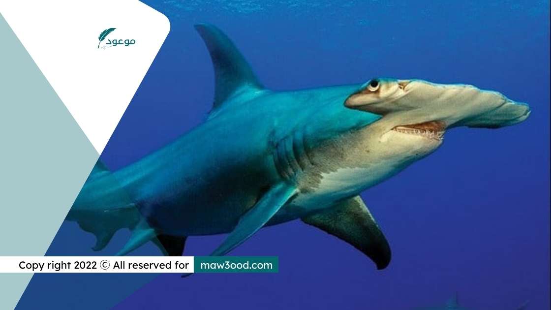أسماك قرش المطرقة | أسماك القرش في البحر الأحمر