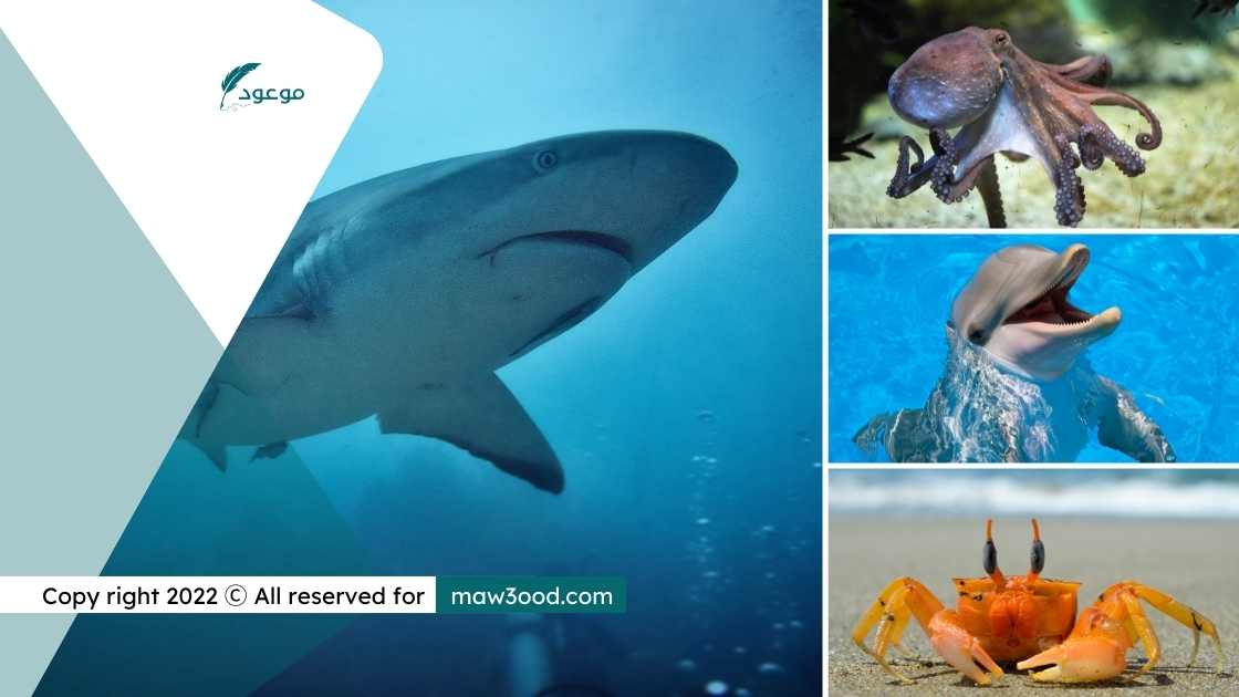 أشهر حيوانات البحر وصفاتها