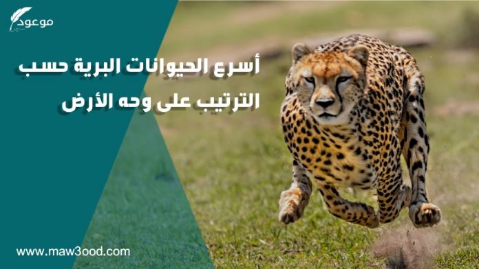أسرع الحيوانات البرية