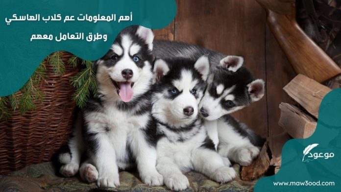 أهم المعلومات عم كلاب الهاسكي وطرق التعامل معهم