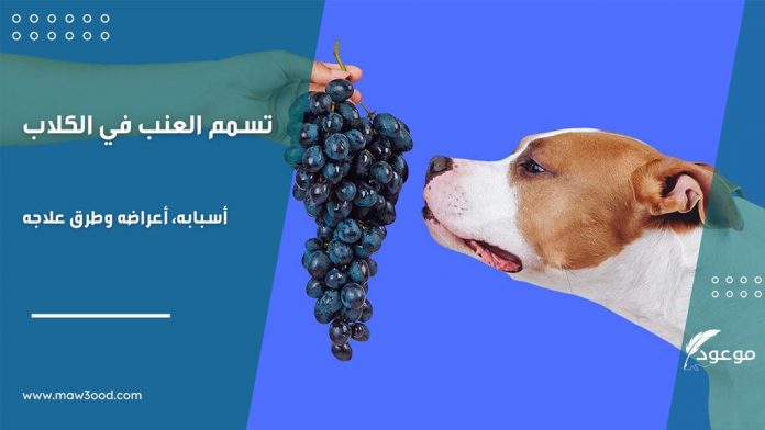 تسمم العنب في الكلاب.. أسبابه، أعراضه وطرق علاجه