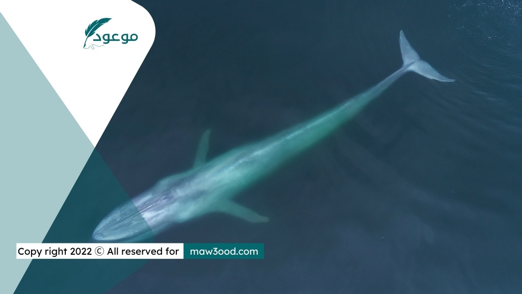 يمكن أن ينمو الحوت الأزرق أكثر من 100 قدم