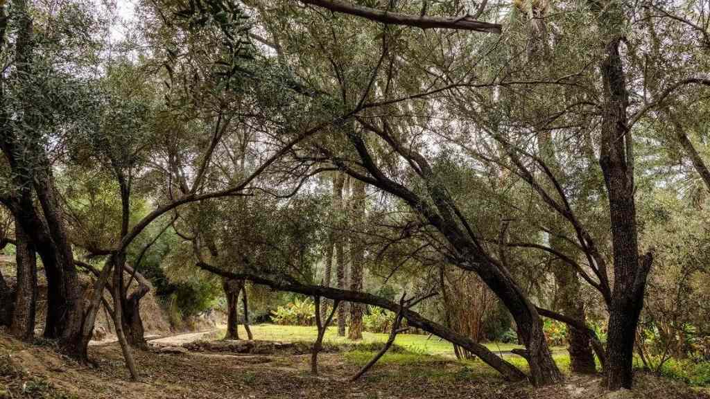 أكبر غابة في المغرب