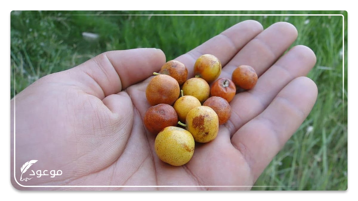 النبق : فاكهة بحرف النون