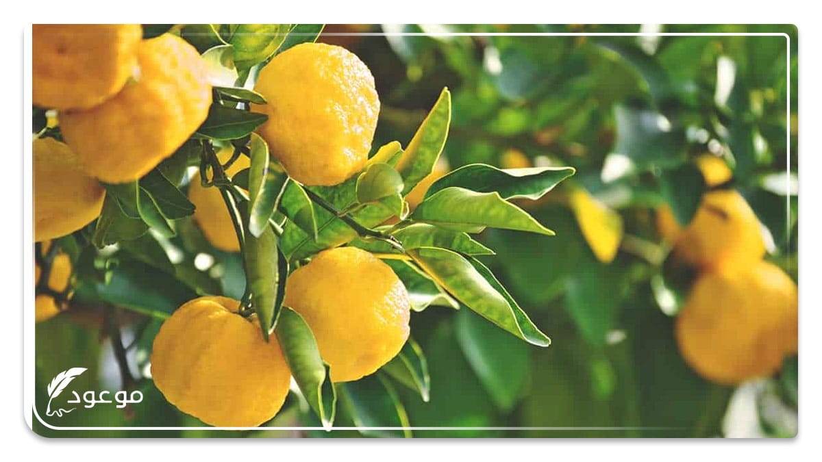 النارنج : اسم فاكهة بحرف النون