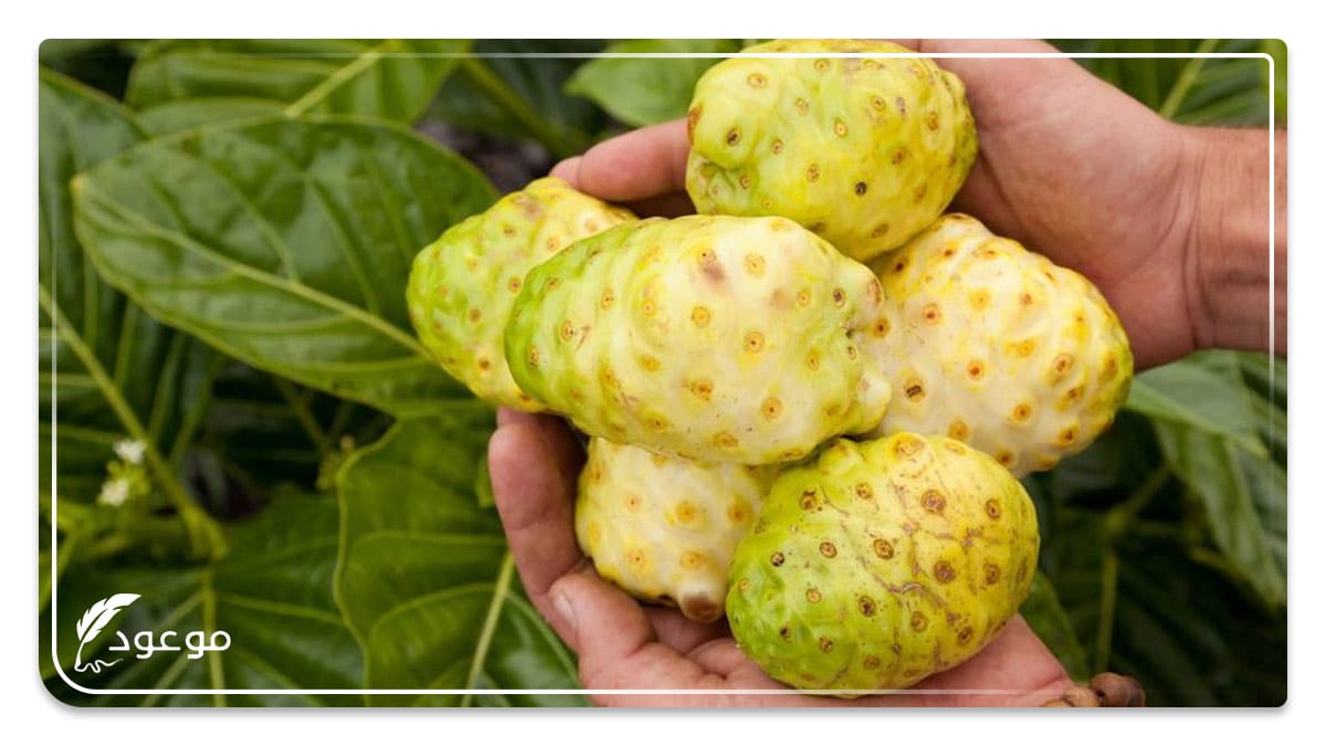 النوني : فاكهة بحرف النون