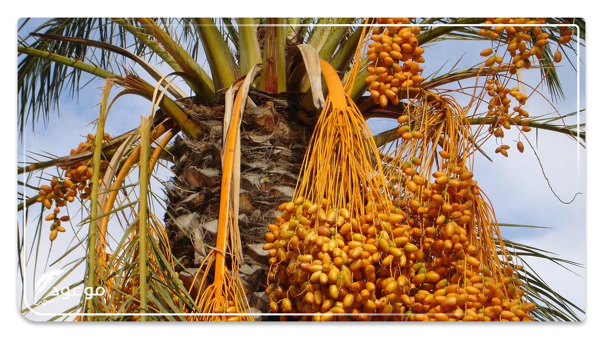 النخيل : اسم فاكهة بحرف النون