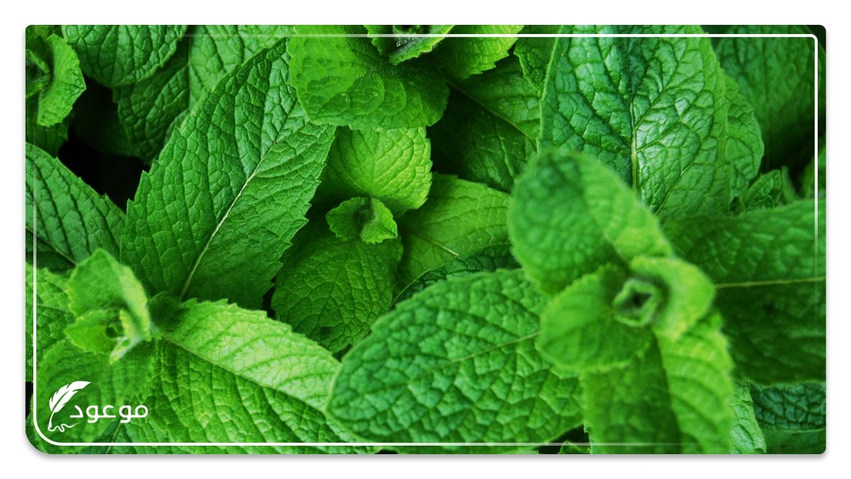 النعناع : فاكهة تبدأ بحرف النون