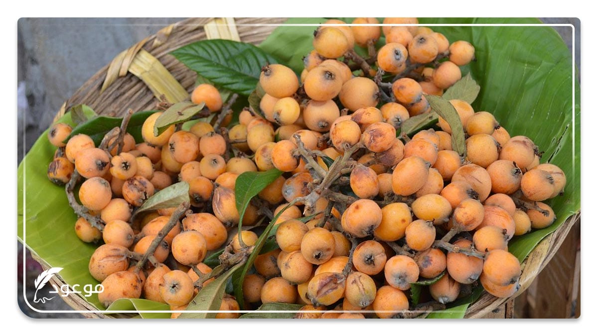 الناسبولي : فاكهة بحرف النون