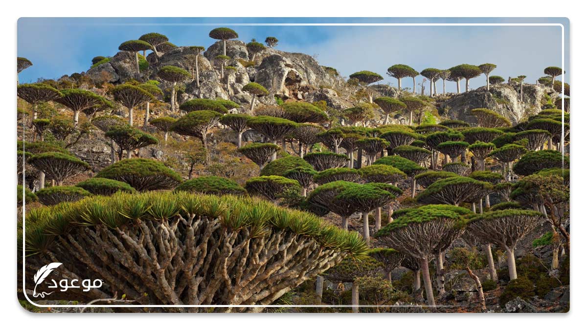 التنوع البيولوجي فی جزيرة سقطرى